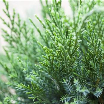 Juniperus x pfitzeriana 'Mint Julep'