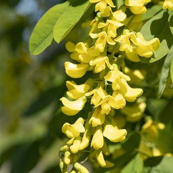 Laburnum anagyroides