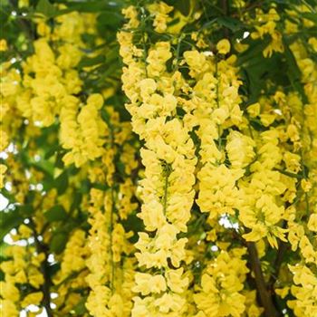 Laburnum watereri 'Vossii'