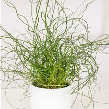 Juncus effusus 'Spiralis'