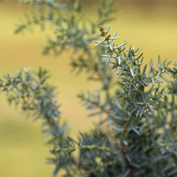 Juniperus communis 'Meyer'