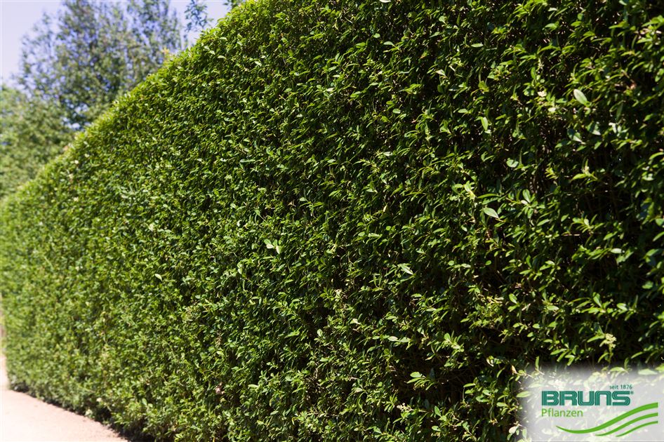 philodendron prices Philodendron 'White Princess'