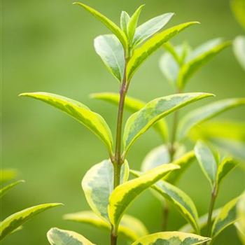 Ligustrum ovalifolium 'Aureum'