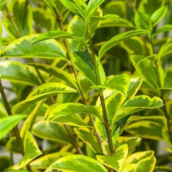 Ligustrum ovalifolium 'Aureum'