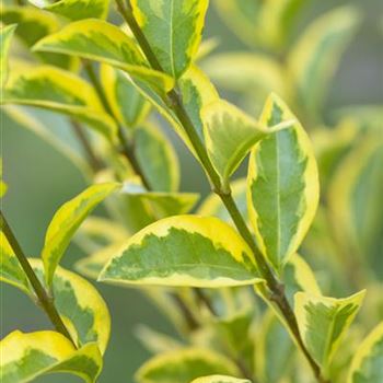 Ligustrum ovalifolium 'Aureum'