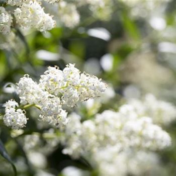 Ligustrum vulgare