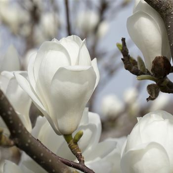 Magnolia denudata