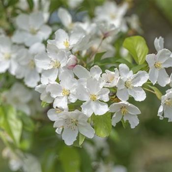 Malus 'Red Jewel'