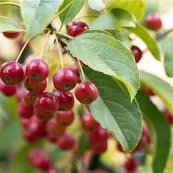 Malus 'Red Jewel'