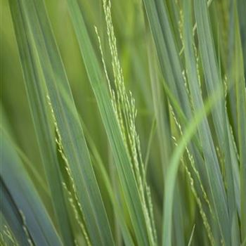 Panicum virgatum 'Northwind'