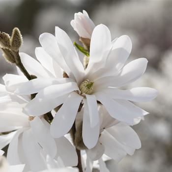 Magnolia stellata 'Royal Star'