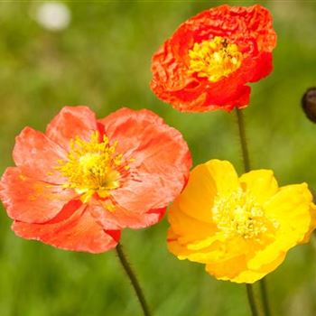 Papaver nudicaule