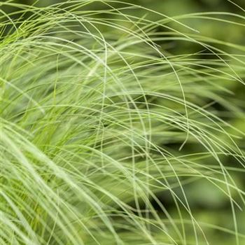 Stipa tenuissima