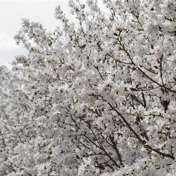 Magnolia stellata 'Royal Star'