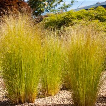 Stipa tenuissima