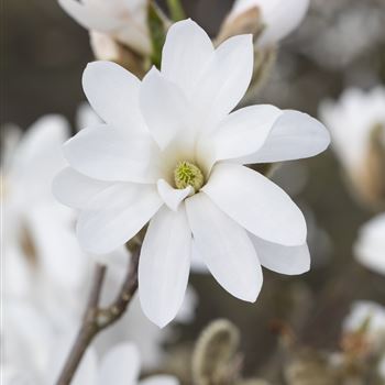 Magnolia stellata 'Royal Star'