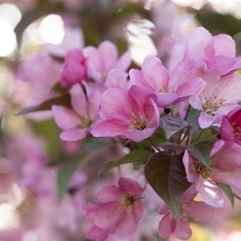 Malus 'Red Splendor'