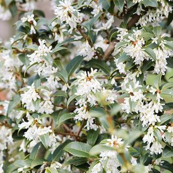 Osmanthus burkwoodii