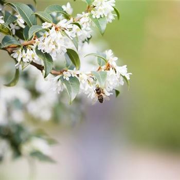 Osmanthus burkwoodii