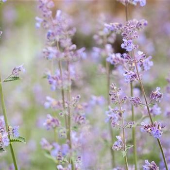 Nepeta x faassenii 'Walker´s Low'