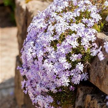 Phlox subulata 'Emerald Cushion Blue'