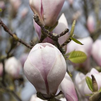 Magnolia x soulangiana