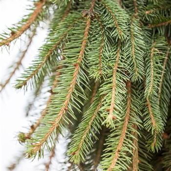 Picea abies 'Inversa'