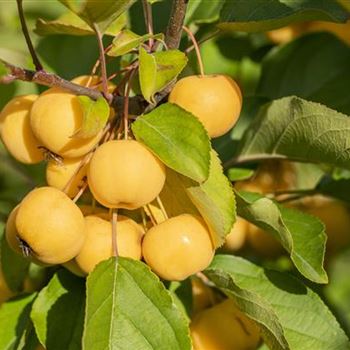 Malus 'Wintergold'