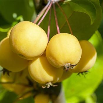 Malus 'Wintergold'