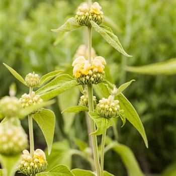 Phlomis russeliana