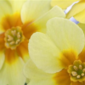 Primula vulgaris