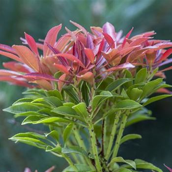 Pieris japonica