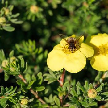 Potentilla fruticosa 'Kobold'