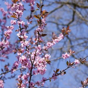 Prunus cerasifera 'Nigra'