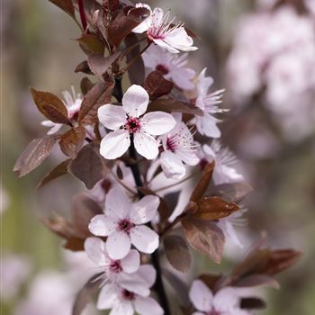 Prunus cerasifera 'Nigra'