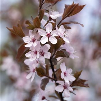 Prunus cerasifera 'Nigra'