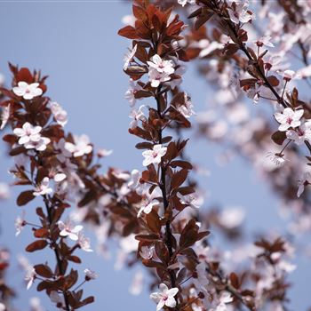 Prunus cerasifera 'Nigra'