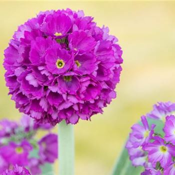 Primula denticulata