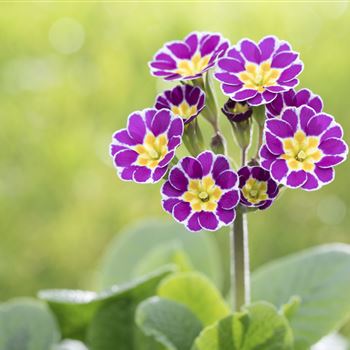 Primula rosea 'Grandiflora'