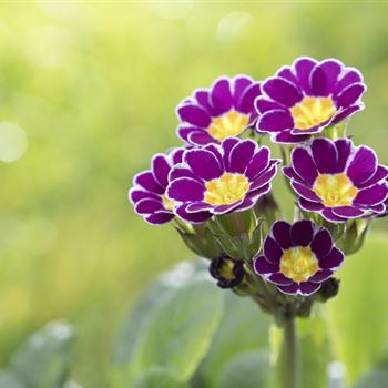 Primula rosea 'Grandiflora'