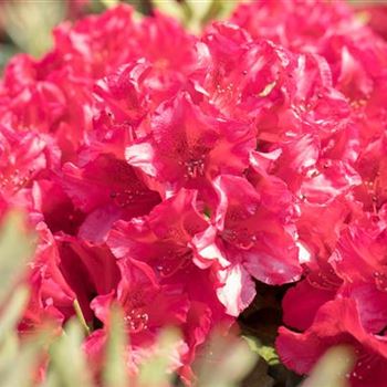 Rhododendron obtusum 'Granada'