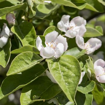 Cydonia oblonga 'Konstantinopeler Apfelquitte'