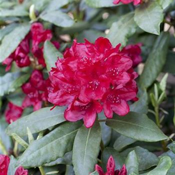 Rhododendron 'Hachmann´s Feuerschein'®