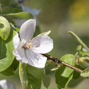 Cydonia oblonga 'Portugiesische Birnenquitte'