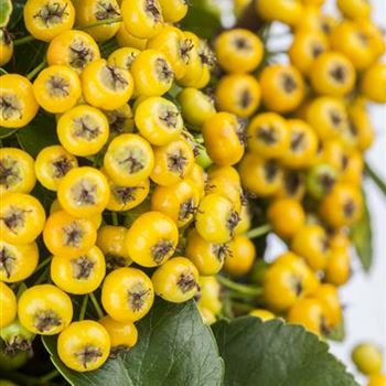 Pyracantha coccinea 'Soleil d´Or'