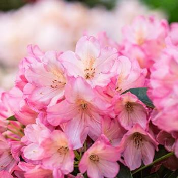 Rhododendron 'Diana'