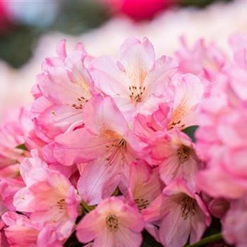 Rhododendron 'Diana'