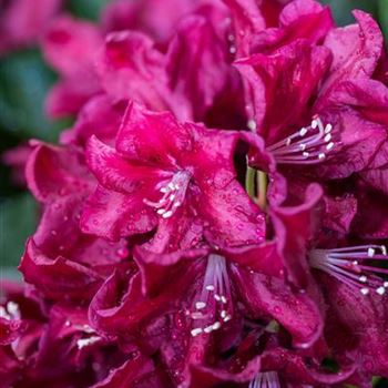 Rhododendron 'Anna Netrebko'