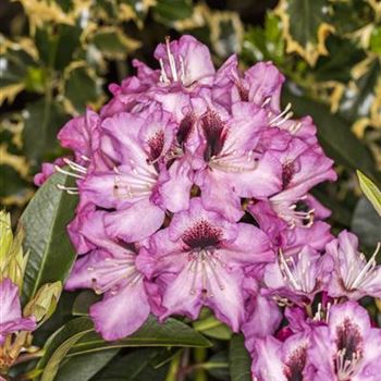 Rhododendron 'Kokardia'®