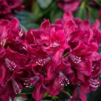 Rhododendron 'Anna Netrebko'